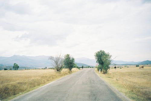 Fotos de stock gratuitas de arboles, campo, campo de hierba