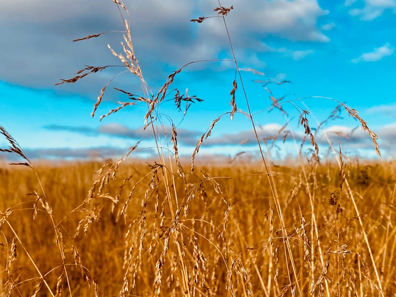 Xoloitzcuintle Perro
