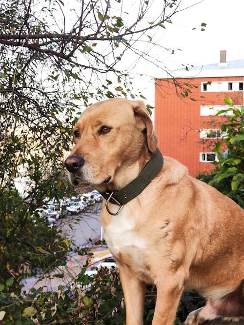 Free Brown Dog in Close Up Photography Stock Photo