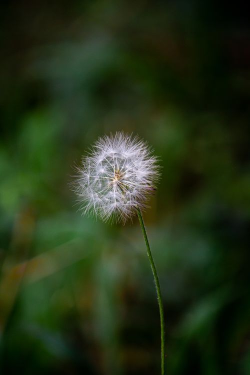 Free Close-up of a dandelion seed head with vibrant bokeh background, captured outdoors in Brazil. Stock Photo