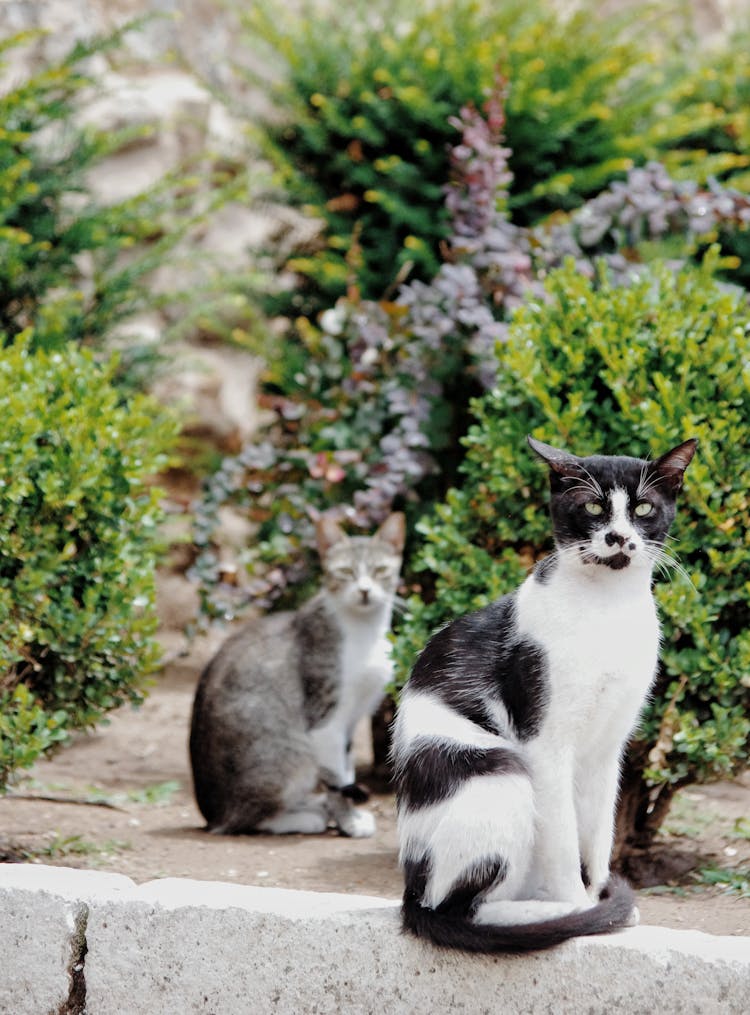 Two Cats Sitting On A Concrete Floor