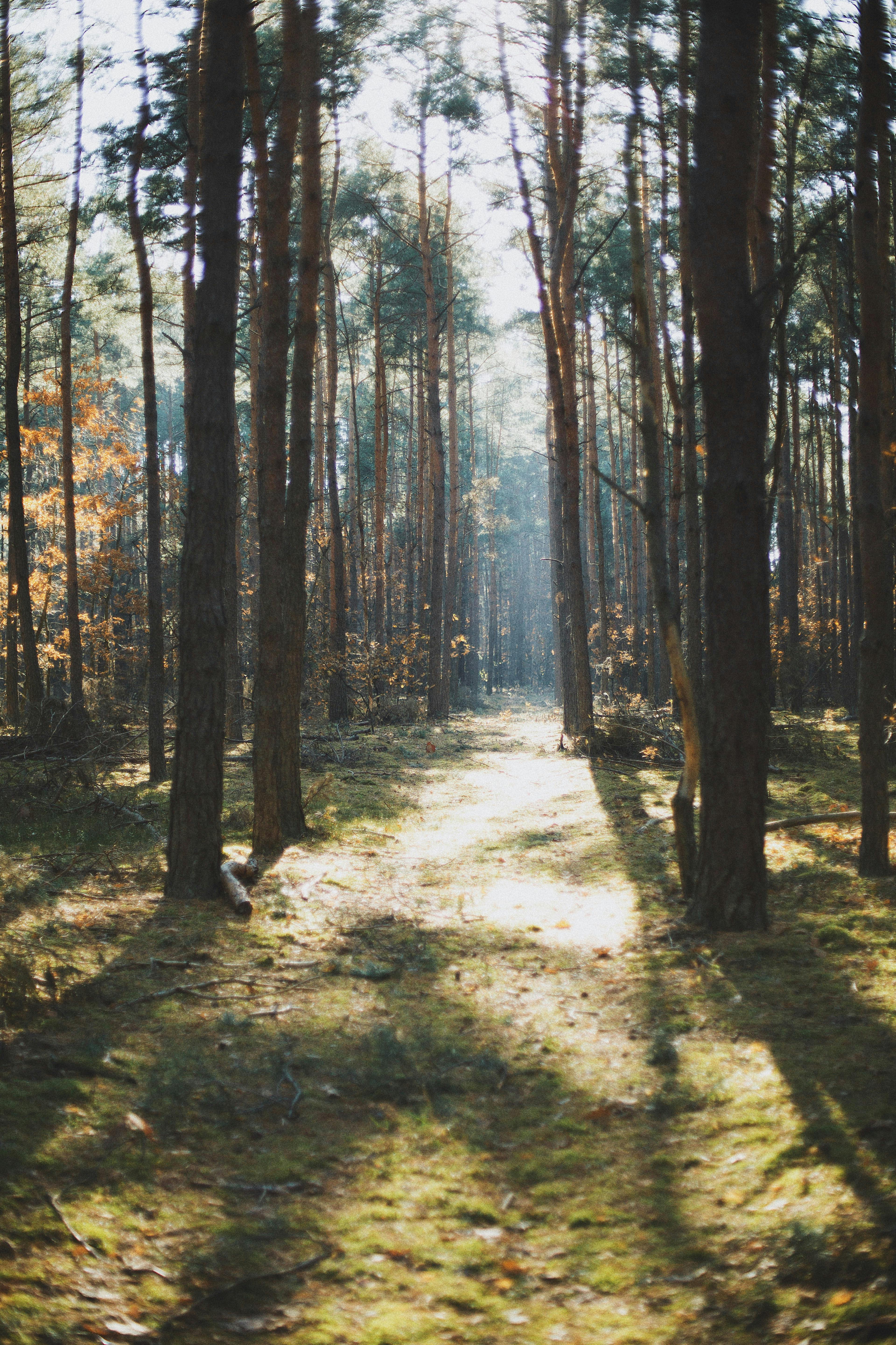 Beautiful sunlit path through a forest in Kampinos, Poland during autumn.