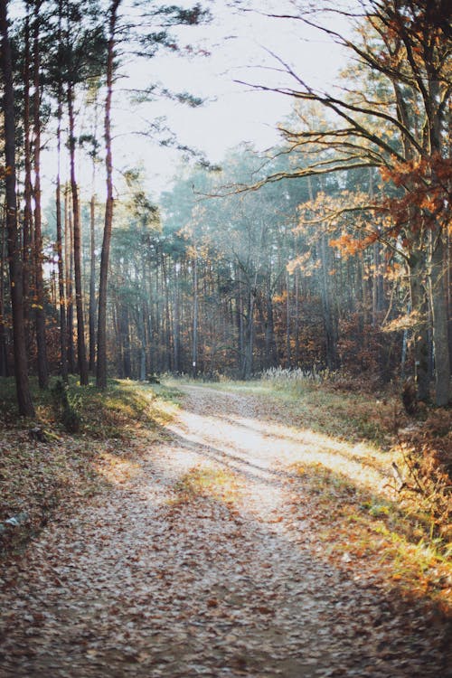 Fotobanka s bezplatnými fotkami na tému jesenný les, lesy, nedláždená cestička