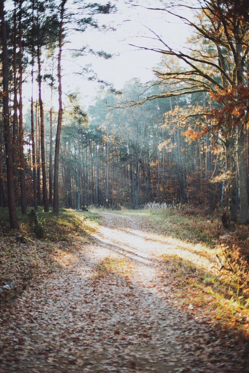 Free Beautiful sunlit path in an autumn forest in Kampinos, Poland. Stock Photo