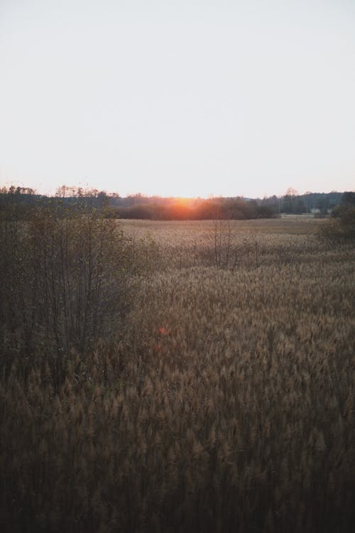 akşam karanlığı, altın saat, çim saha içeren Ücretsiz stok fotoğraf