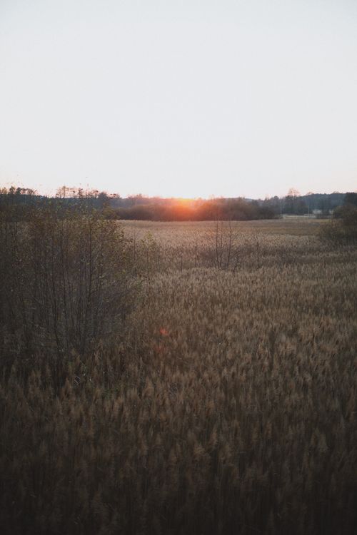 Free Captivating golden hour over a serene grass field in Kampinos, Poland. Stock Photo