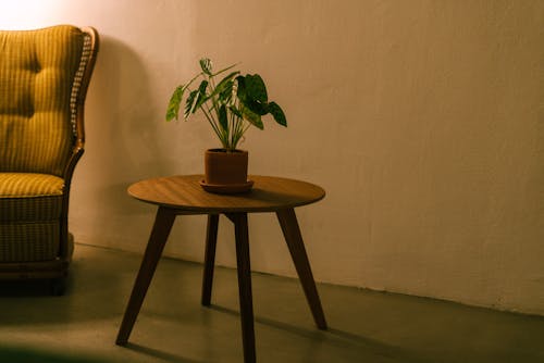 A Potted Plant on Top of a Wooden Table