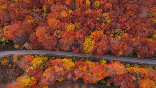 Free stock photo of aerial exercise, aerial footage, autumn