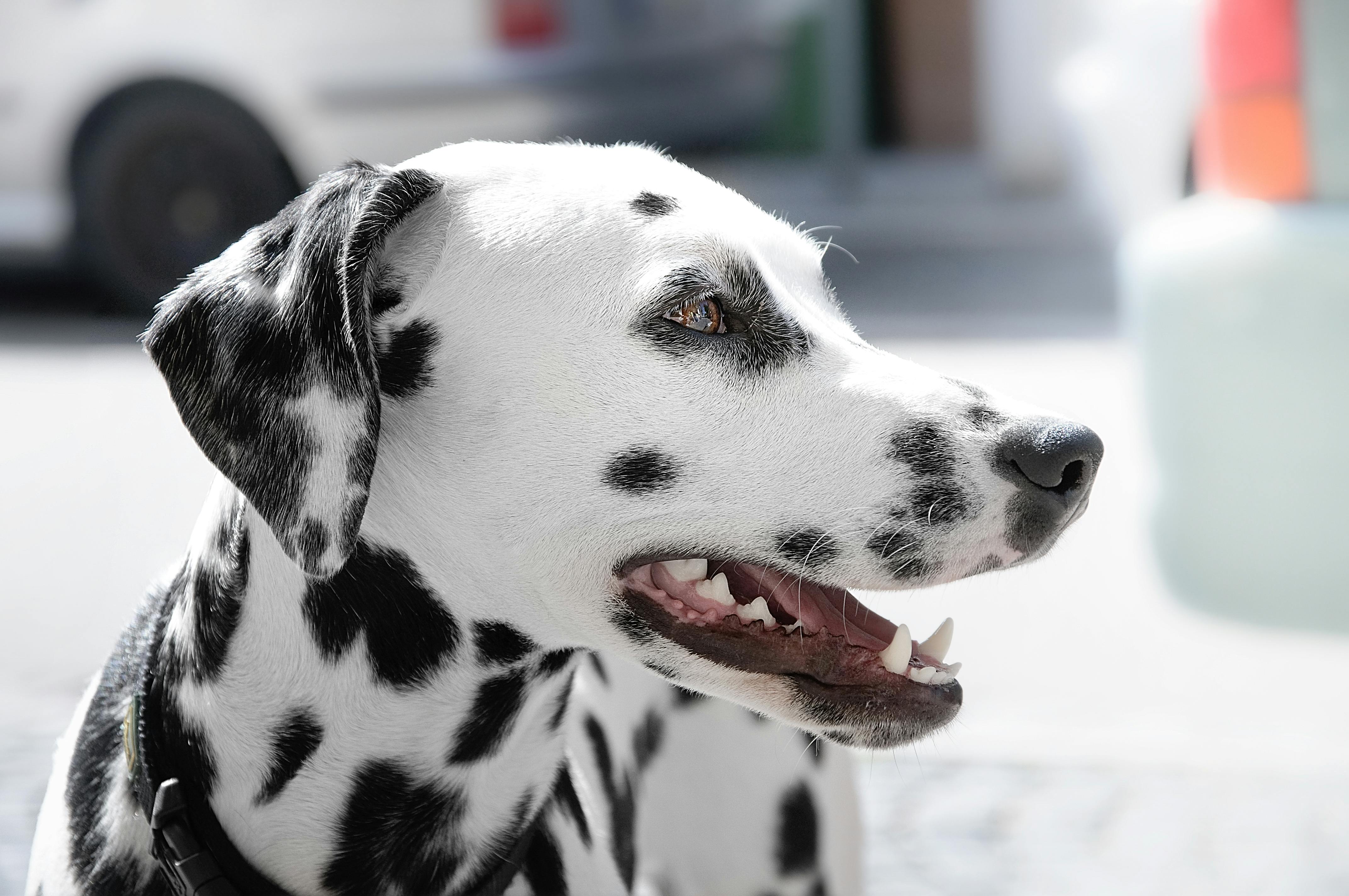 昼間のダルメシアン犬 無料の写真素材