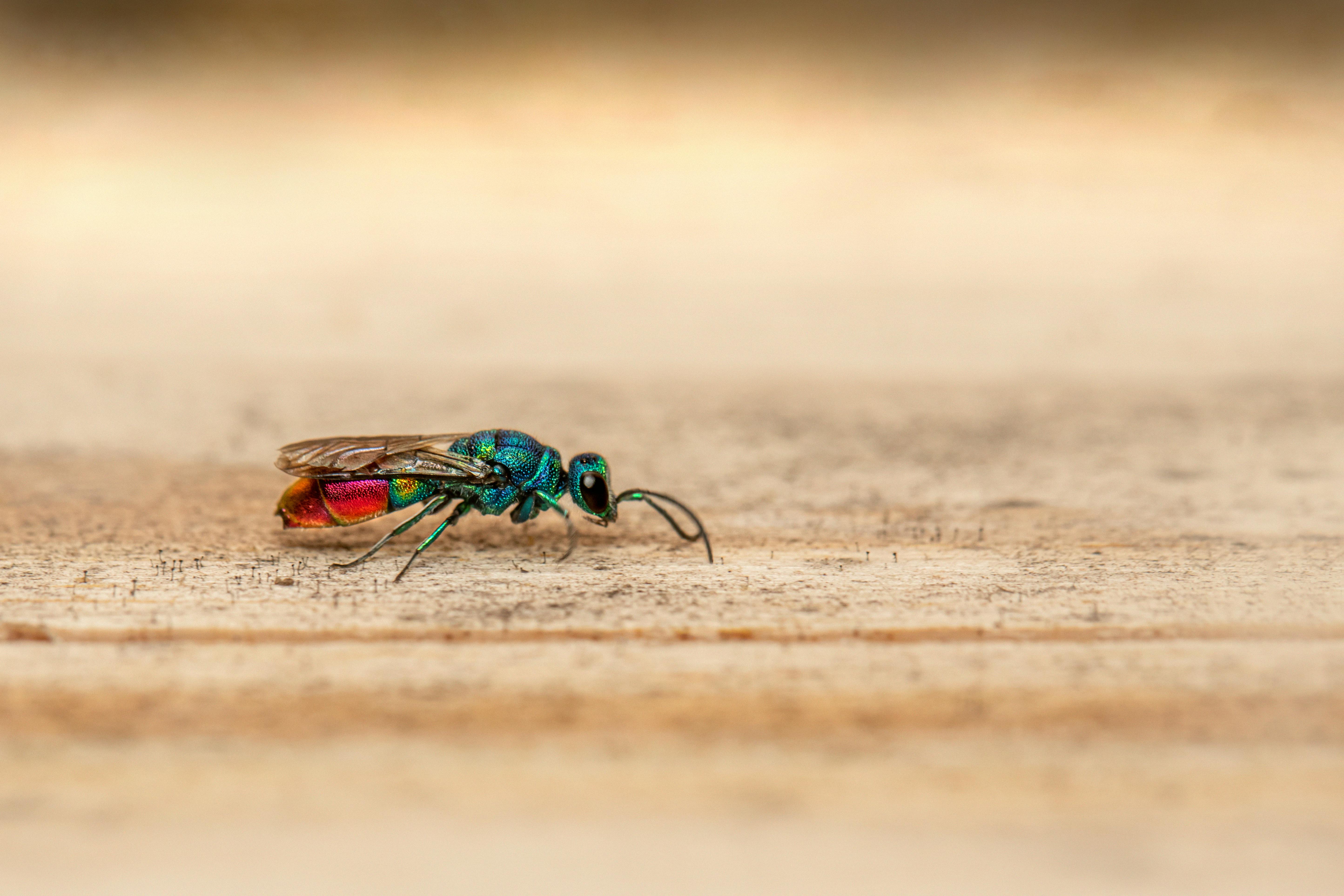 Detailed macro shot of a colorful cuckoo wasp on a textured surface.
