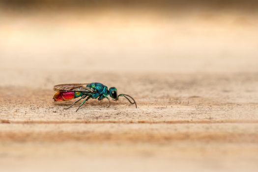 Close Up Shot of a Wasp