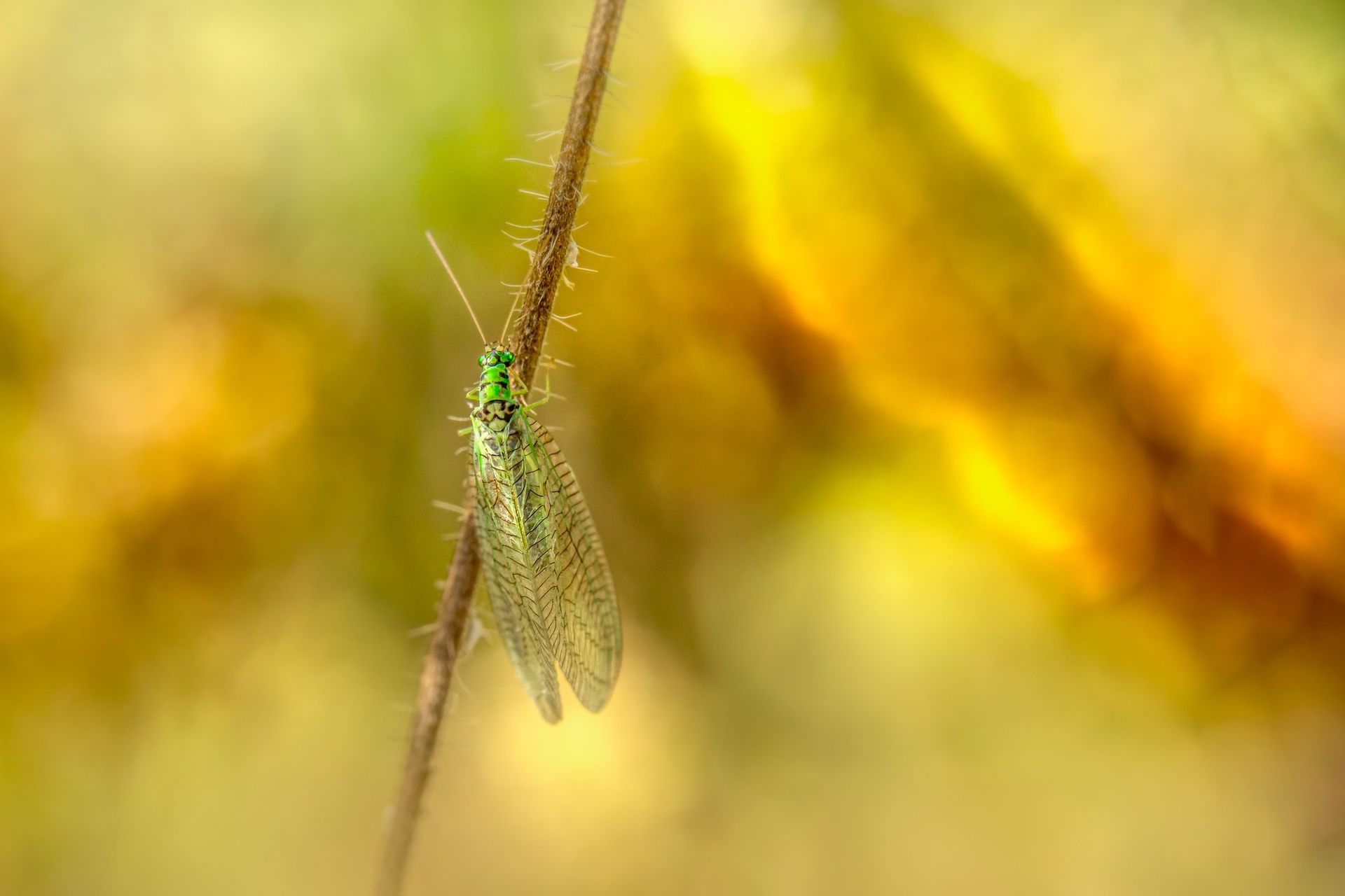 Detailed image of a green lacewing perched on a twig with a vibrant background in Estonia.
