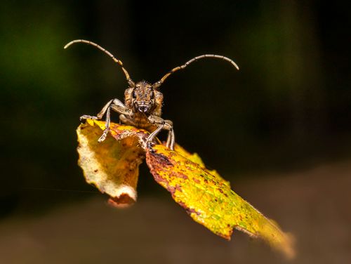 Free Close-up of a longhorn beetle perched on a vivid autumn leaf, captured in detail. Stock Photo