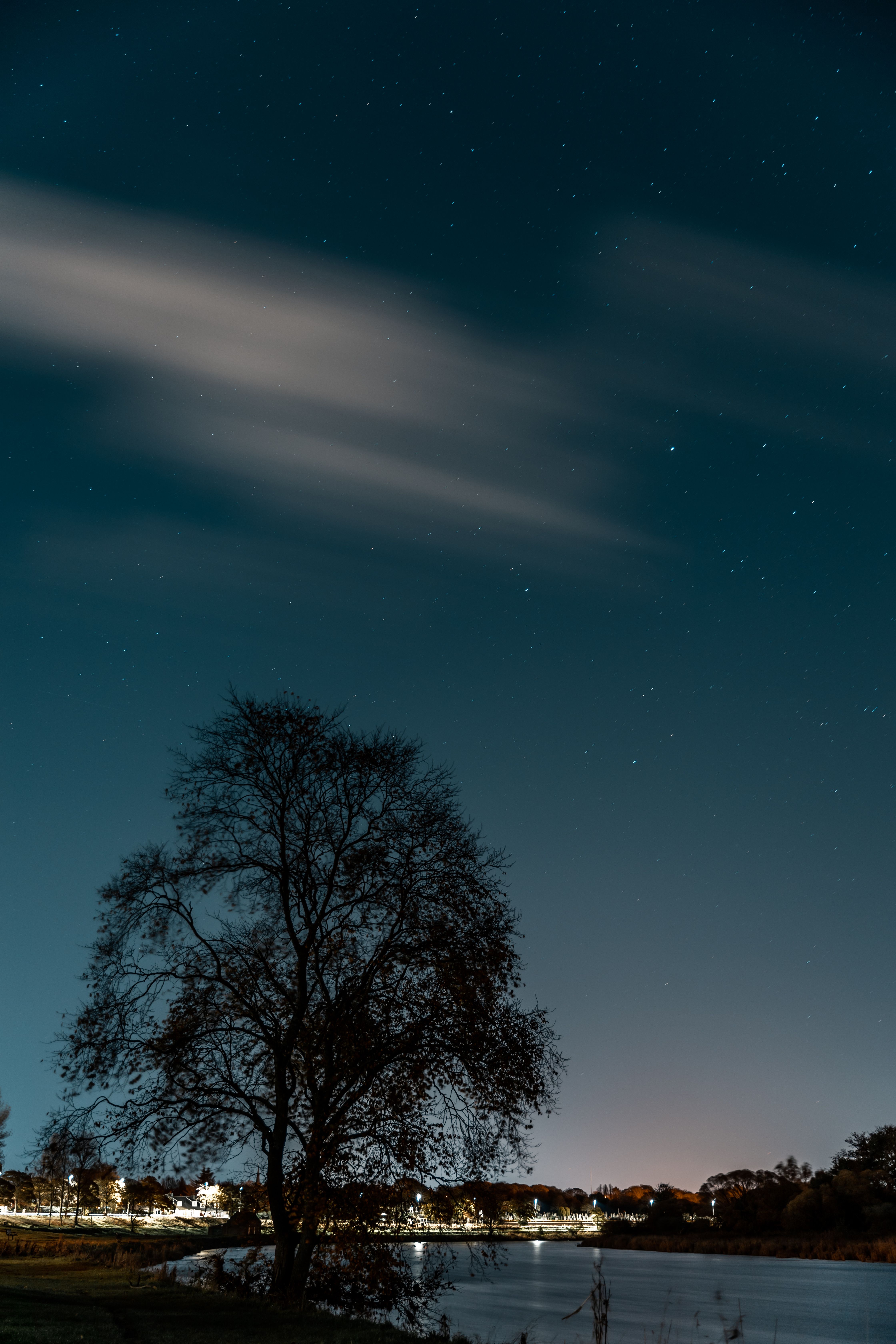 Silhouette of a Tree Under the Night Sky · Free Stock Photo