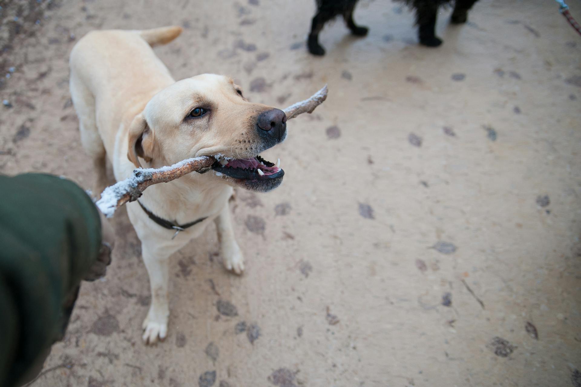 Adult Yellow Labrador Retriever