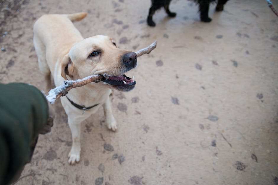 animals, canine, close-up