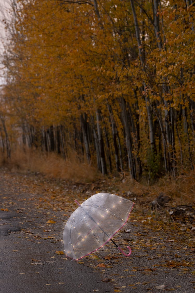 A Clear Umbrella On The Road Near The Trees