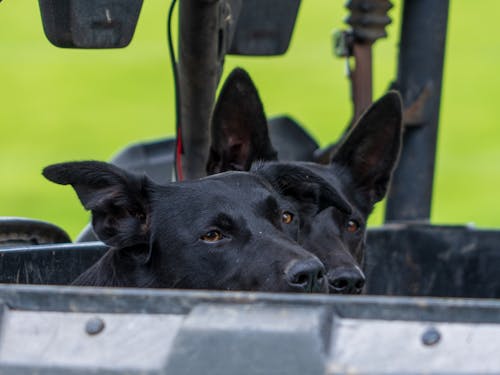 Gratis stockfoto met kelpie, zwarte honden