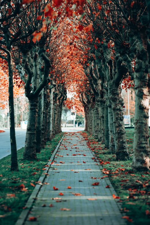 Colorful Autumn Pathway with Vibrant Foliage · Free Stock Photo