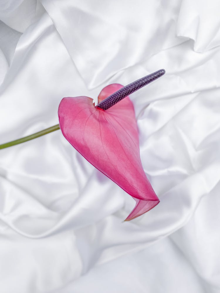 Anthurium Flower On A White Material