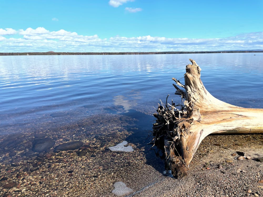 Free stock photo of beach, driftwood, ottawa river Stock Photo