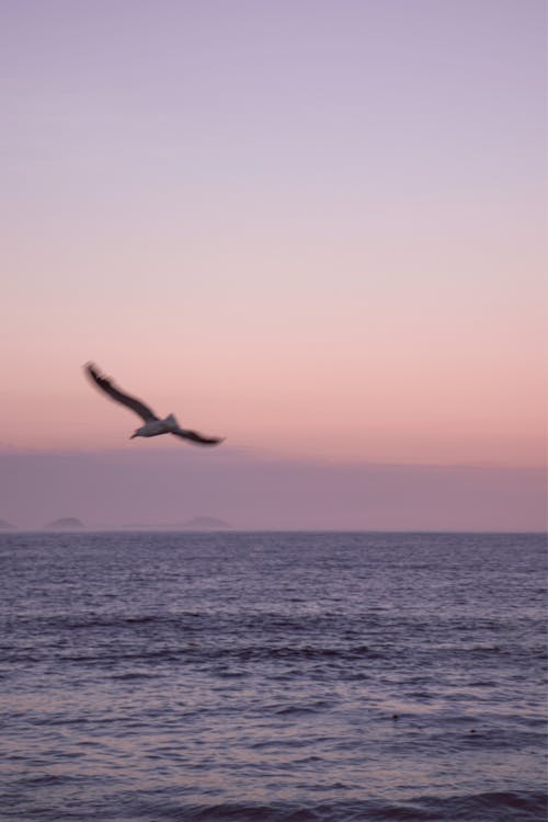 Free A Bird Flying Over the Sea Stock Photo