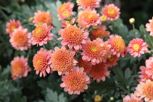 Close Up Photo of Bunch of Flowers