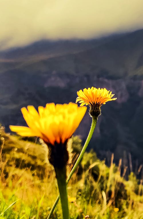 Free stock photo of green mountains, hill top, sunflower Stock Photo