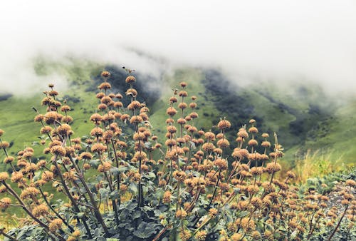 Základová fotografie zdarma na téma krásné květiny, pobřežní hora
