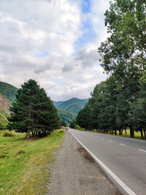 Free stock photo of beautiful sky, big trees, country road