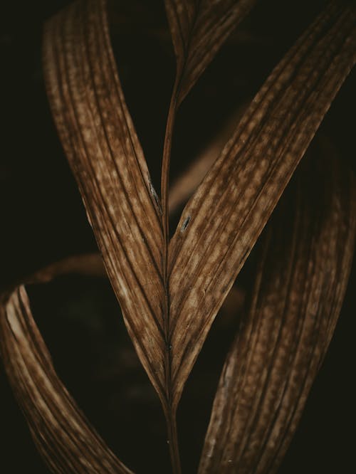 Darmowe zdjęcie z galerii z fotografia roślin, ostrza, pionowy strzał