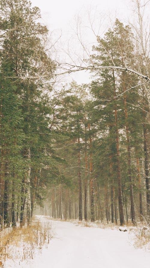 A Growing Trees with Snow Covered Road in Between