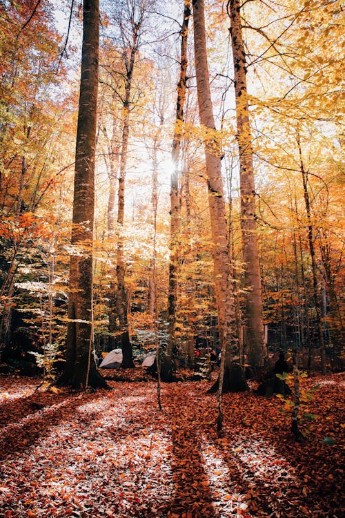 Tall Trees in the Forest During Autumn