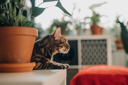 放置在室内窗台上的猫草盆栽,阳光照射