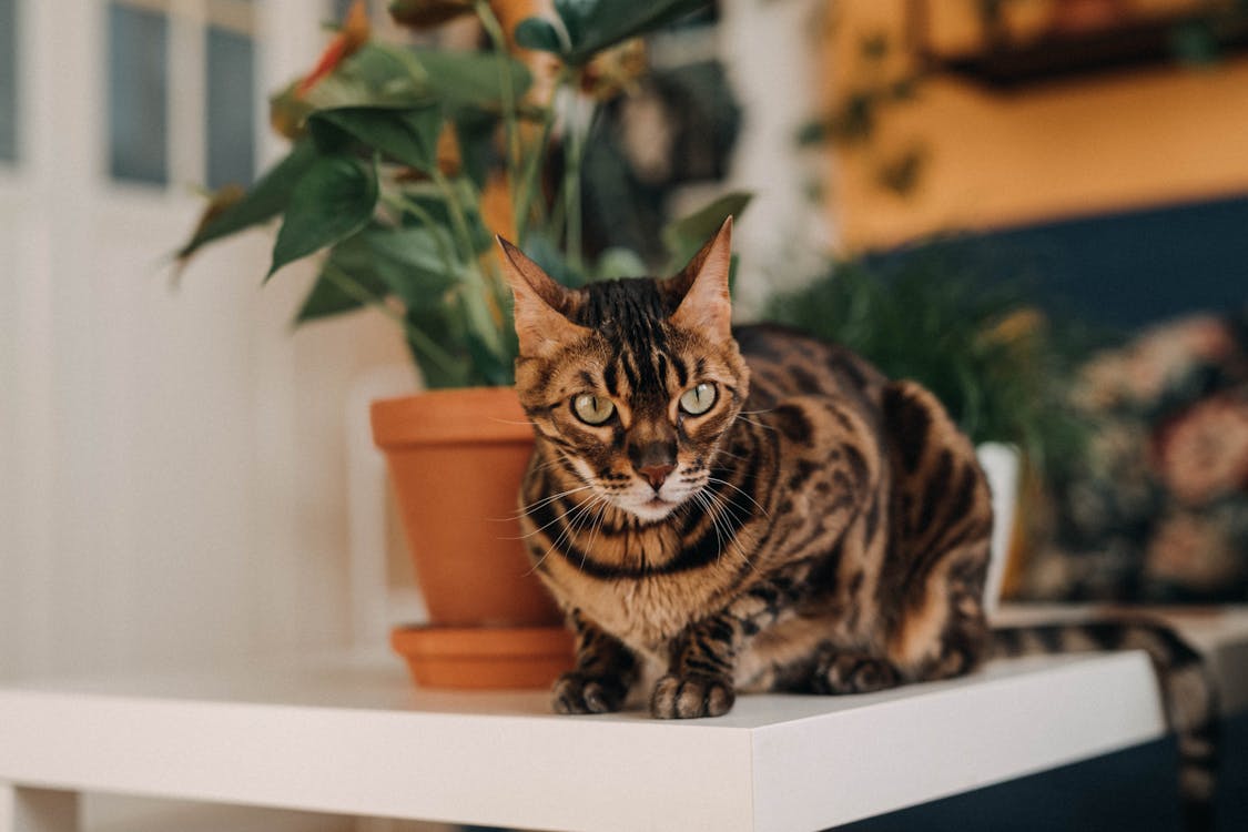 Free A Bengal Cat Resting on a White Table Near Potted Plant Stock Photo