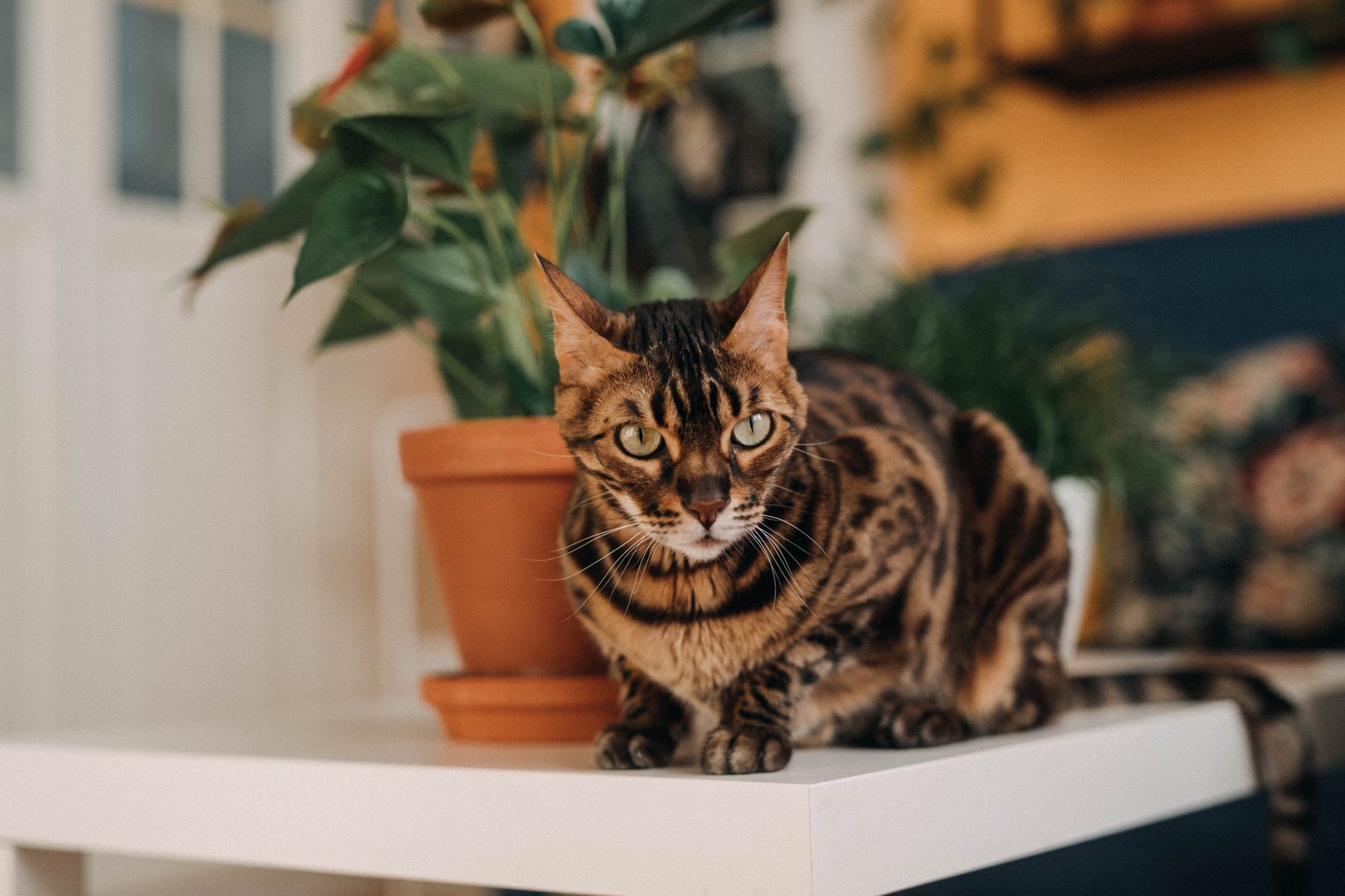 A Bengal Cat Resting on a White Table Near Potted Plant