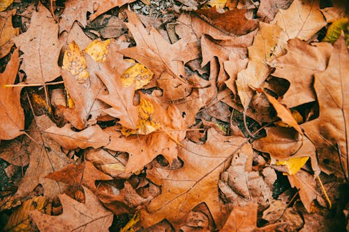 Free Brown Dried Leaves on the Ground Stock Photo