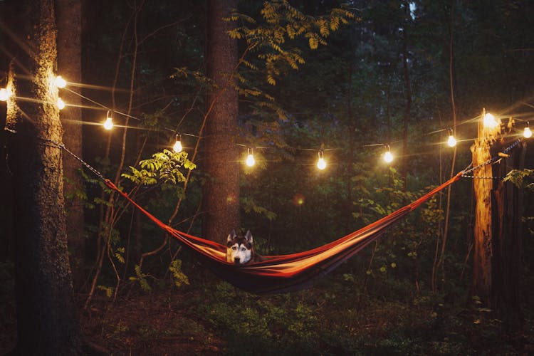 Dog Lying On A Hammock