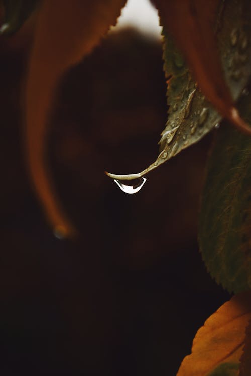Free A Green Leaf With Water Droplets Stock Photo