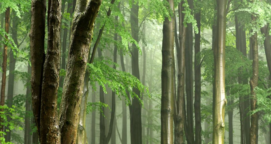 Fotomural Bosque verde exuberante con atmósfera brumosa en Zlaté Hory, Olomoucký kraj.