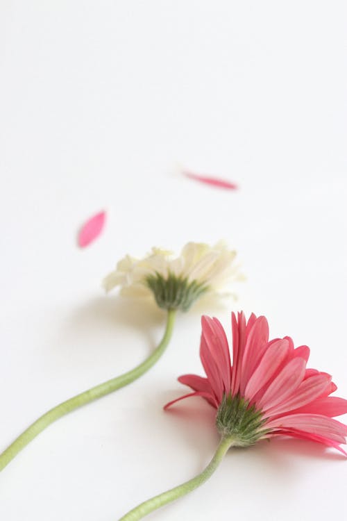 Fotobanka s bezplatnými fotkami na tému biele pozadie, kvet ovocného stromu, kvety