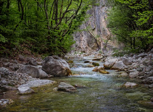 Imagine de stoc gratuită din apă curgătoare, arbori, codru