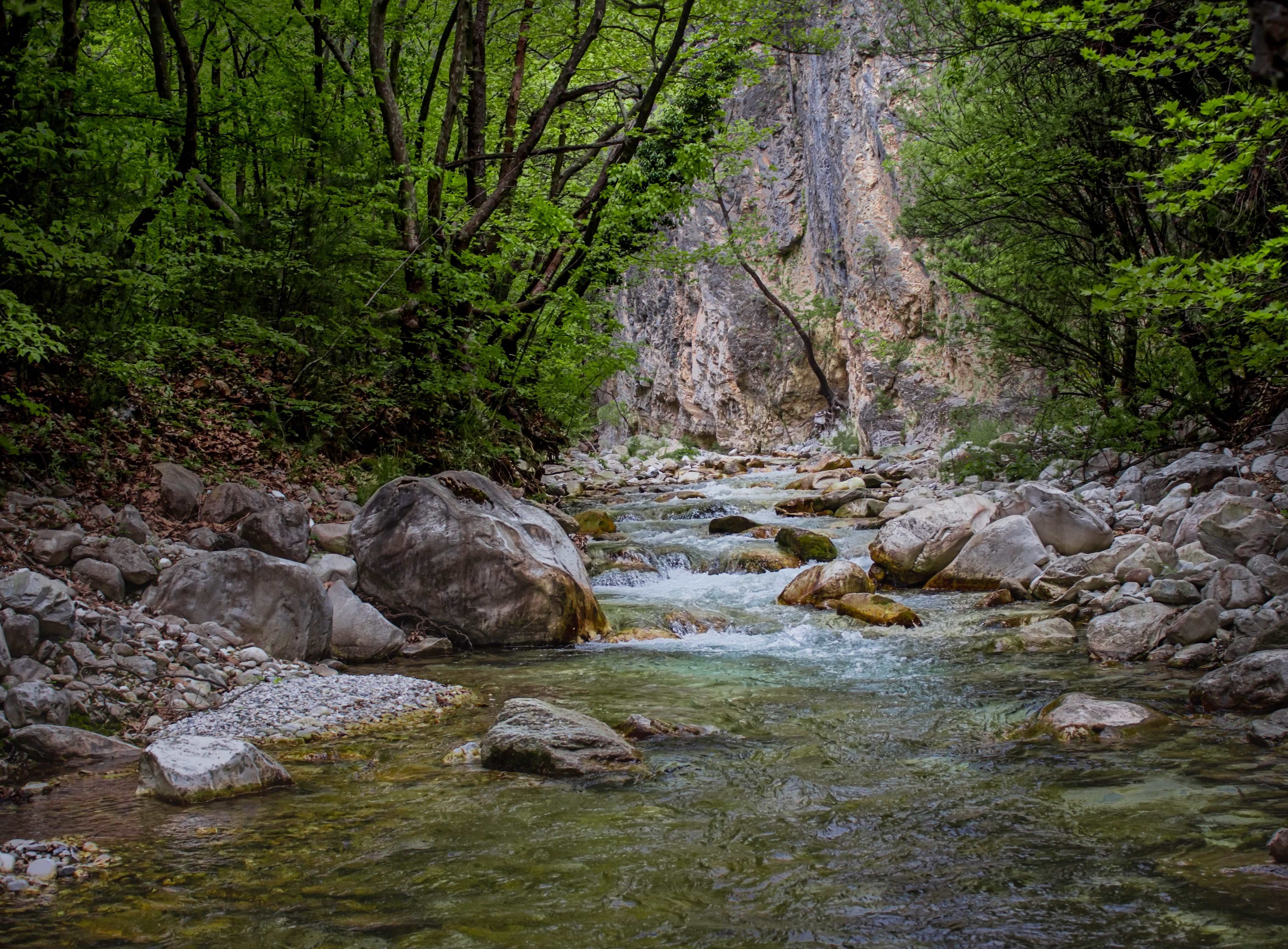 Woods Rive Spring Photo of River in the Woods · Free Stock Photo