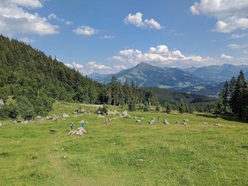 Beautiful Green Grass Field With Green Trees