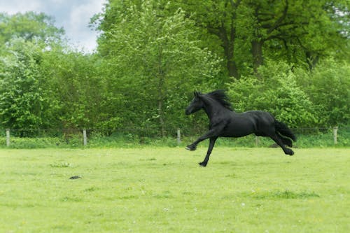 Zwart Paard Dat Op Groen Gebied Loopt Dat Met Bomen Wordt Omringd