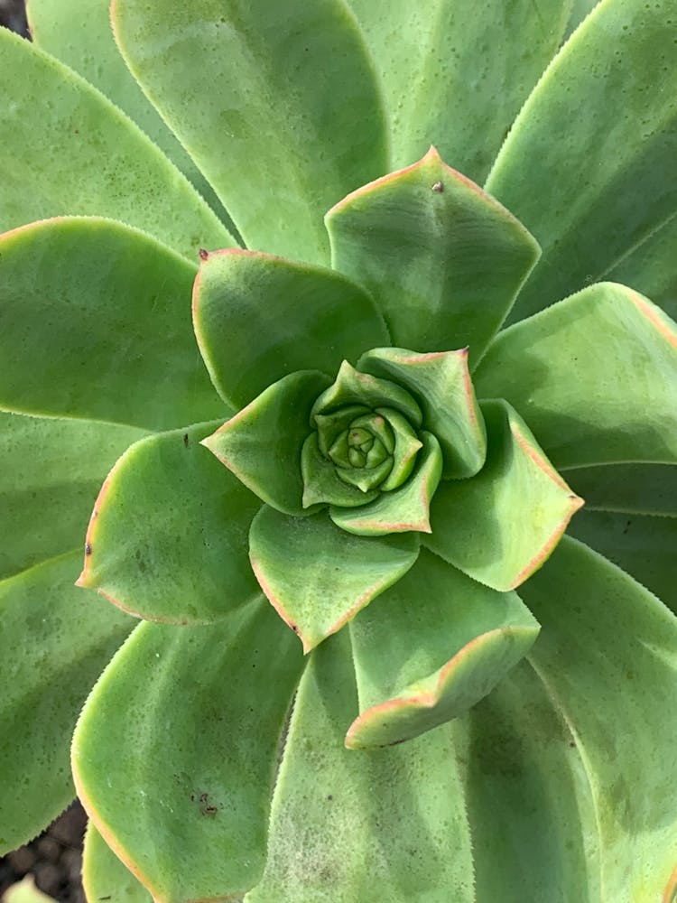 Close-Up Shot Of Canary Aeonium
