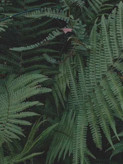 Green Fern Plants