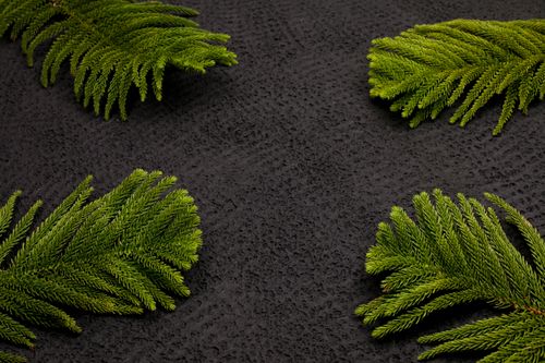 Free Aesthetic arrangement of green pine leaves on a black textured surface creating a striking contrast. Stock Photo