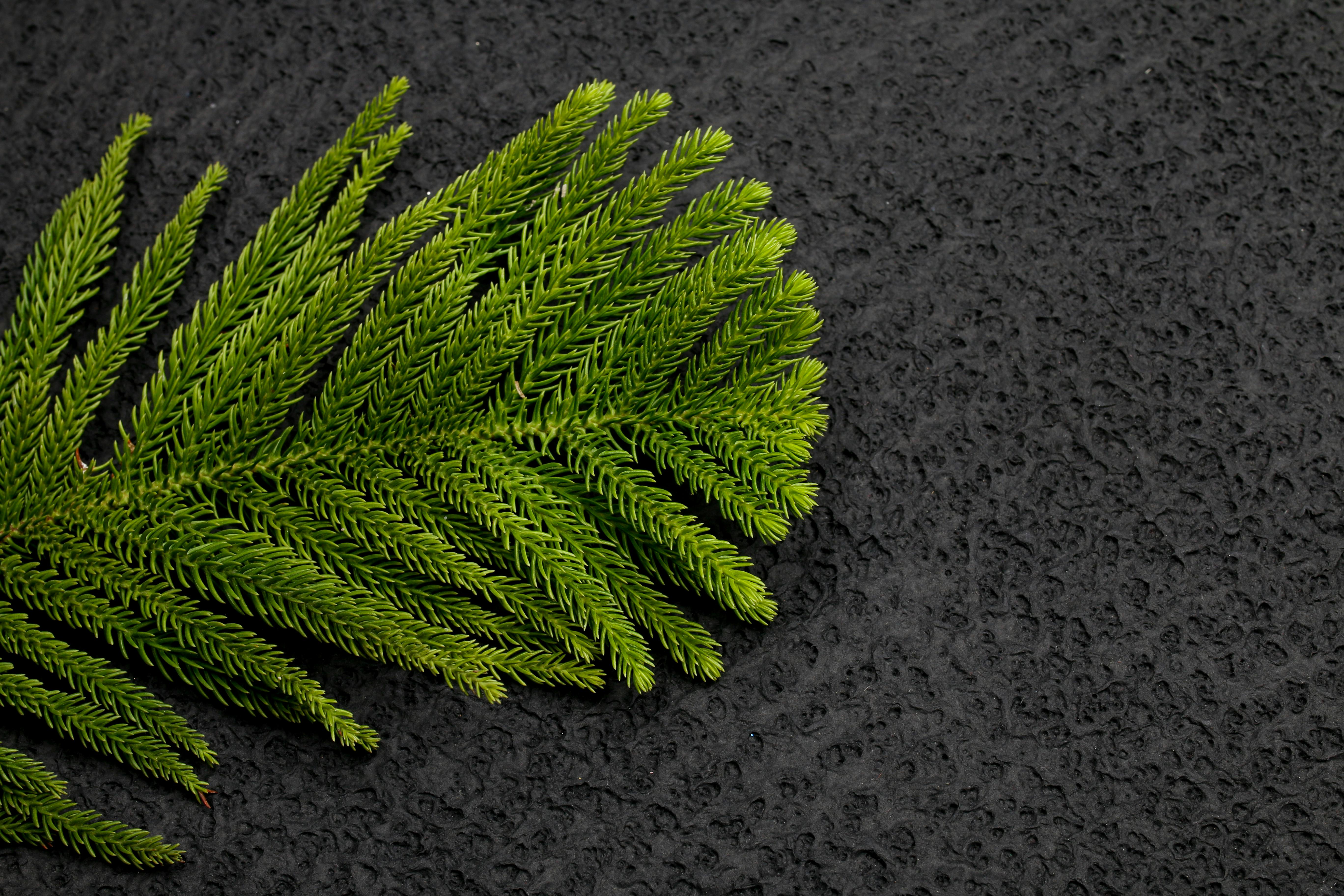 Close-Up Shot of Norfolk Island Pine Leaves on Black Surface