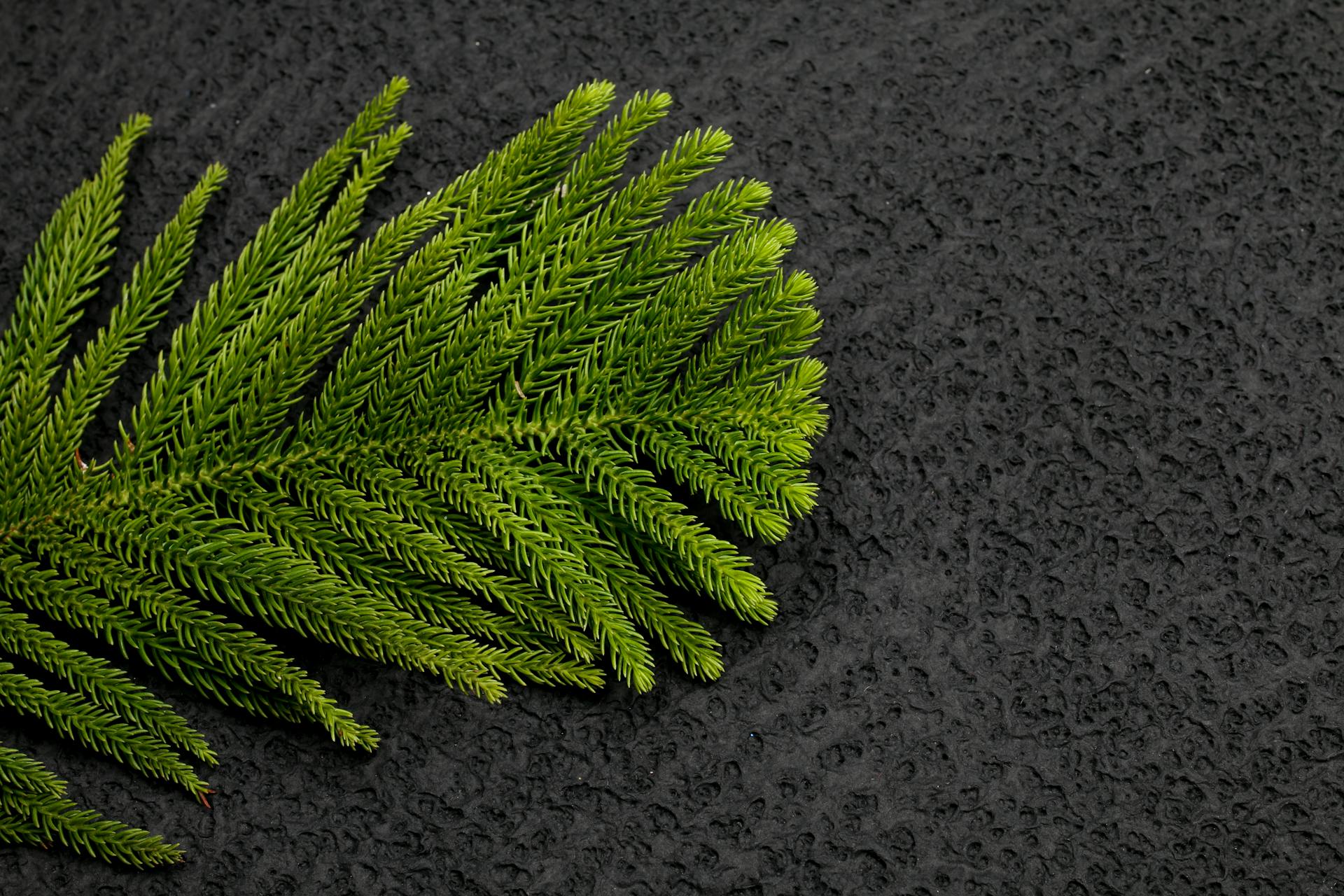 Close-Up Shot of Norfolk Island Pine Leaves on Black Surface